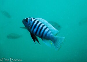 Metriaclima zebra 'Thumbi East Island' Galerie Metriaclima zebra 'Thumbi East Island'